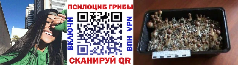 Псилоцибиновые грибы GOLDEN TEACHER Вилюйск